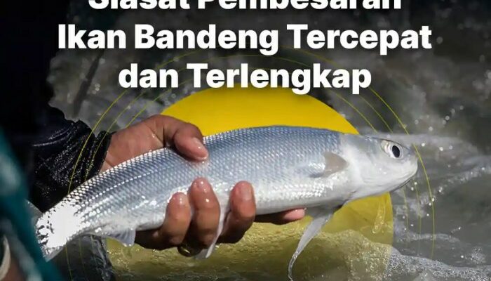 Pembesaran Ikan Dalam Budidaya