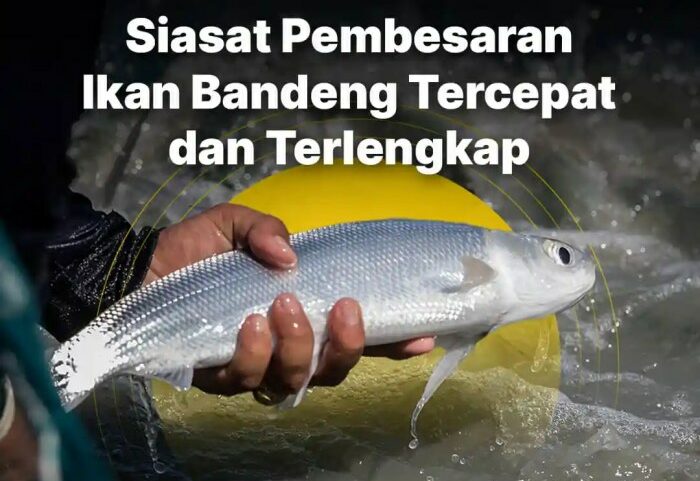 Pembesaran ikan dalam budidaya