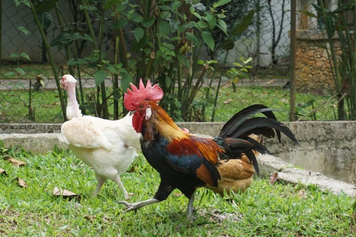 Budidaya ayam hutan organik