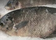 Urban Farming Ikan Gurame