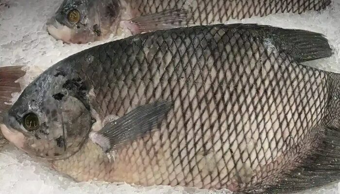 Urban Farming Ikan Gurame