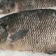 Urban farming ikan gurame