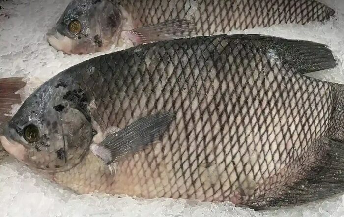 Bau Lumpur Pada Ikan Gurame