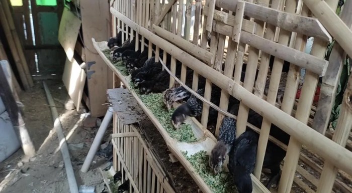 Pakan alternatif ayam bangkok