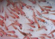 Perawatan Larva Nila