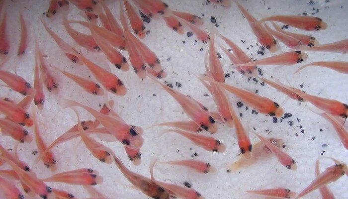 Perawatan Larva Nila