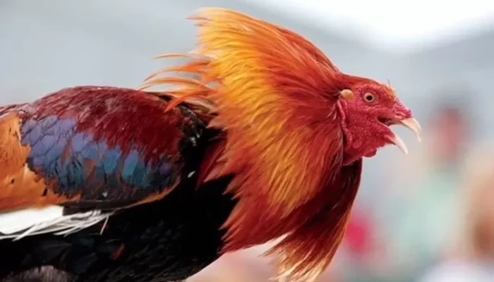 Perawatan Pasca Adu Ayam Bangkok