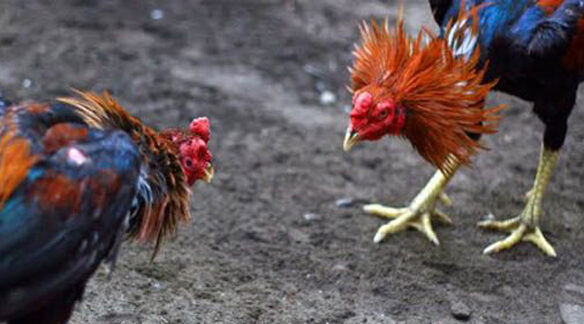 Ayam bangkok ternak usaha pemula aduan diposting