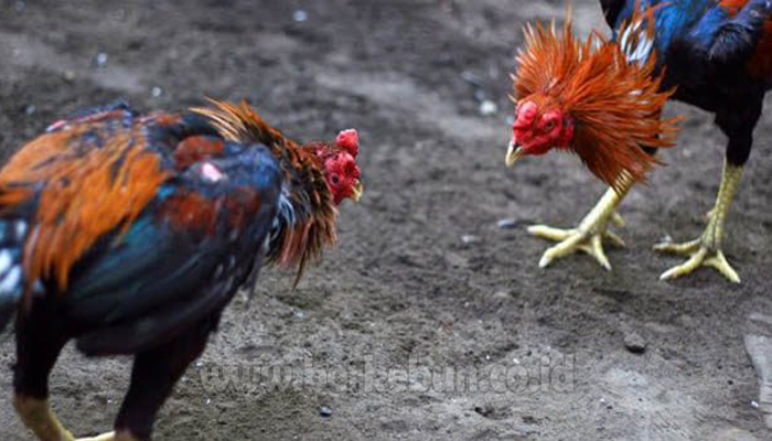Ayam bangkok ternak usaha pemula aduan diposting Ayam bangkok ternak usaha pemula aduan diposting