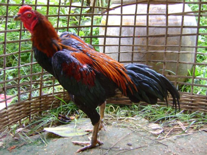 Ciri Ayam Bangkok Sehat