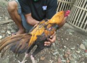 Jadwal Vaksin Ayam Bangkok