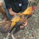 Modal budidaya ayam bangkok