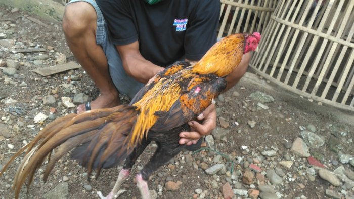 Modal budidaya ayam bangkok