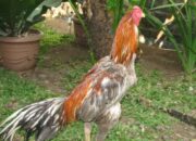 Ayam bangkok warna langka