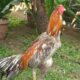 Ayam bangkok warna langka