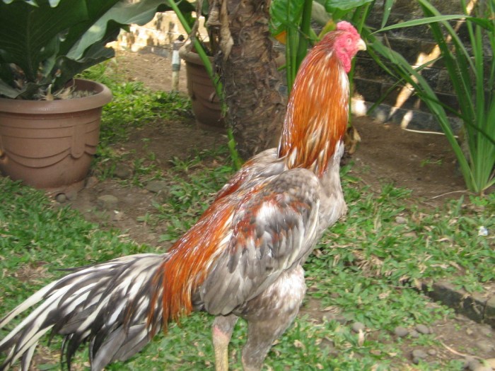 Keunggulan Ayam Bangkok Super