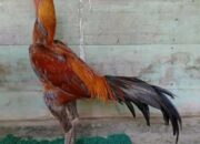 Jenis-Jenis Ayam Bangkok Terbaik