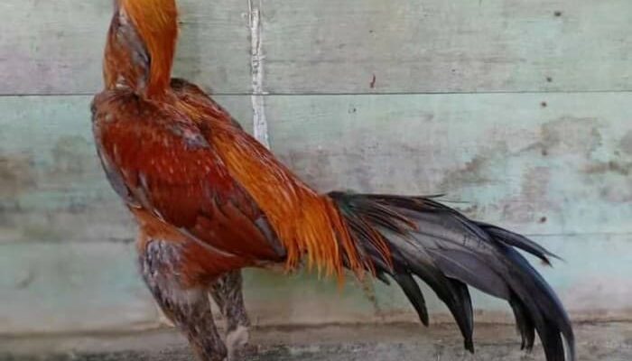 Jenis-Jenis Ayam Bangkok Terbaik