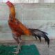 Jenis-jenis ayam bangkok terbaik