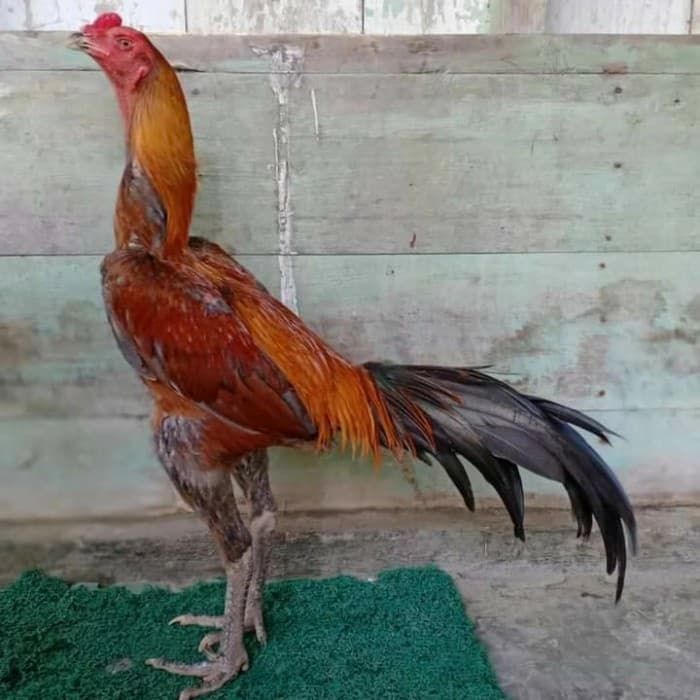 Jadwal Latihan Ayam Bangkok