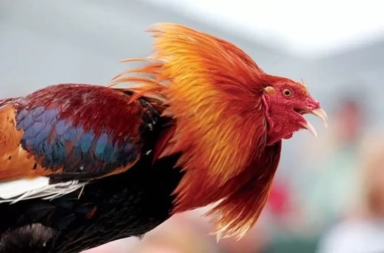 Panduan Beternak Ayam Bangkok Pemula