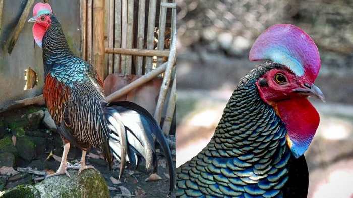 Manfaat budidaya ayam hutan