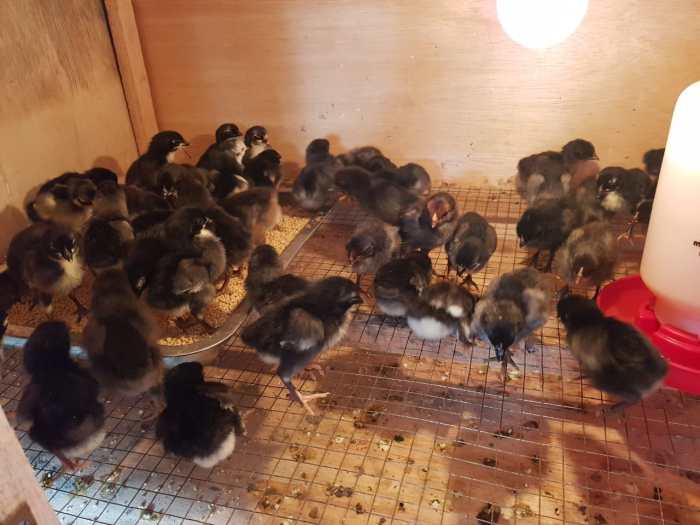 Jenis pakan ayam kampung