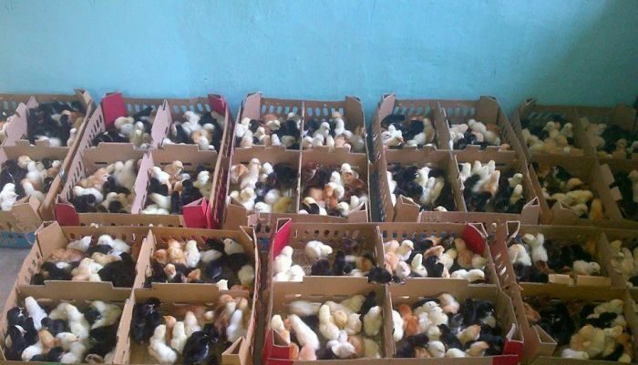 Cegah Kematian Ayam Kampung