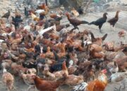 Ayam Kampung Tidak Mau Makan