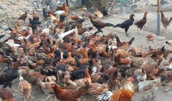 Strategi Pemasaran Ayam Kampung