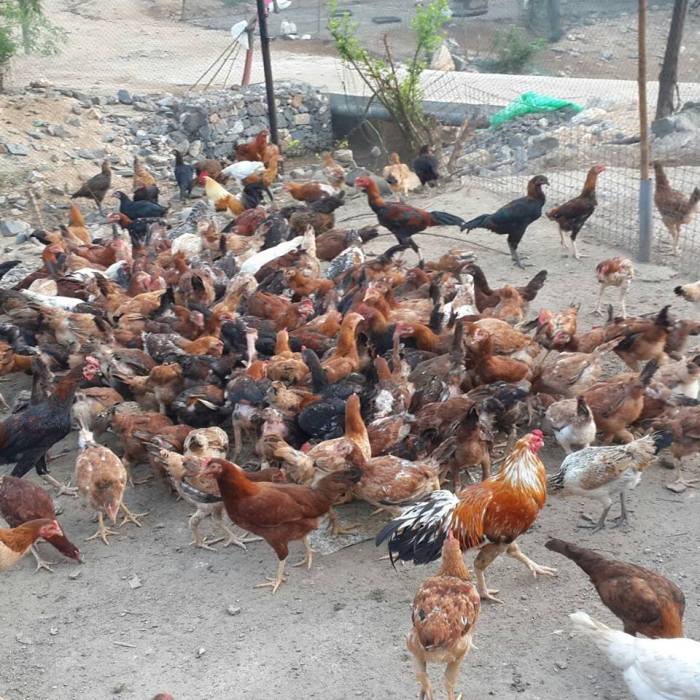 Ayam kampung tidak mau makan