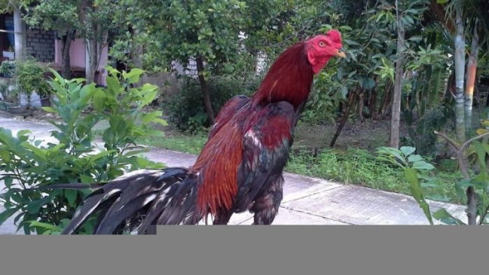Ayam fisik tipe ciri juara tuntas kupas aduan Ayam fisik tipe ciri juara tuntas kupas aduan