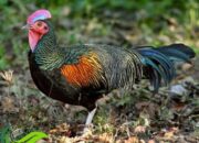 Kelompok Peternak Ayam Hutan di Malang