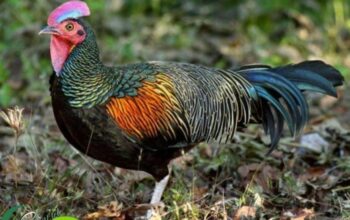 Komunitas pecinta ayam hutan Indonesia