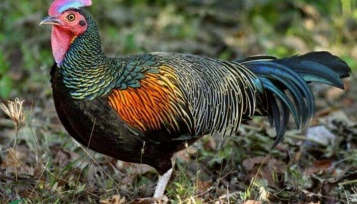 Kelompok Peternak Ayam Hutan di Malang