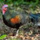 Komunitas pecinta ayam hutan Indonesia