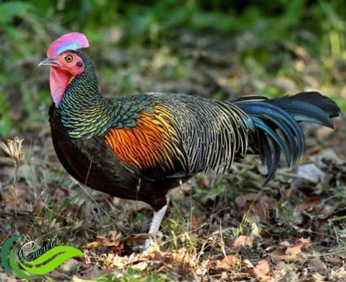 Komunitas pecinta ayam hutan Indonesia