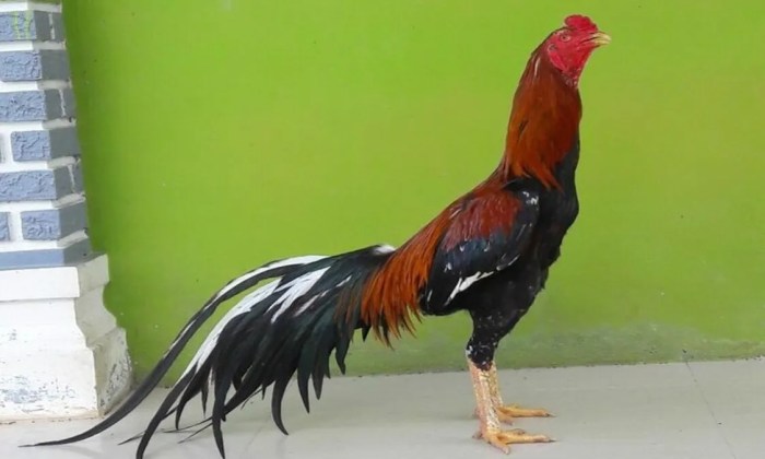 Ciri ayam bangkok juara
