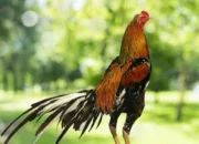 Pakan Ayam Bangkok Biar Cepat Besar