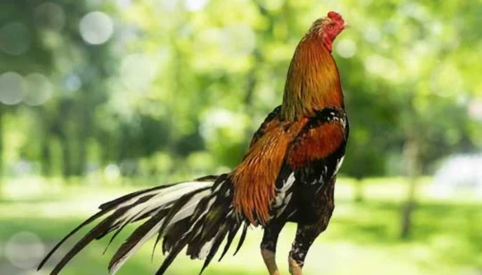 Persiapan Kontes Ayam Bangkok