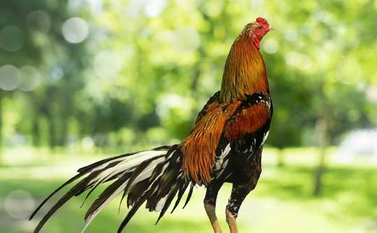 Perawatan Pasca Adu Ayam Bangkok