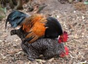 Cara Mengawinkan Ayam Bangkok
