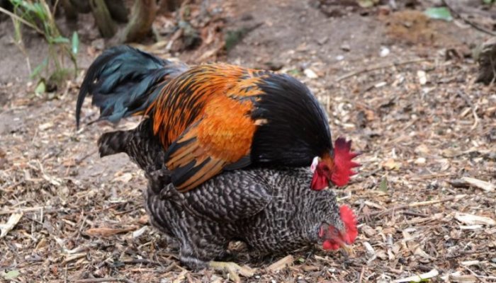 Cara mengkawinkan ayam bangkok Cara mengawinkan ayam bangkok