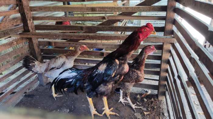 Ayam bangkok memilih berkualitas indukan kiat