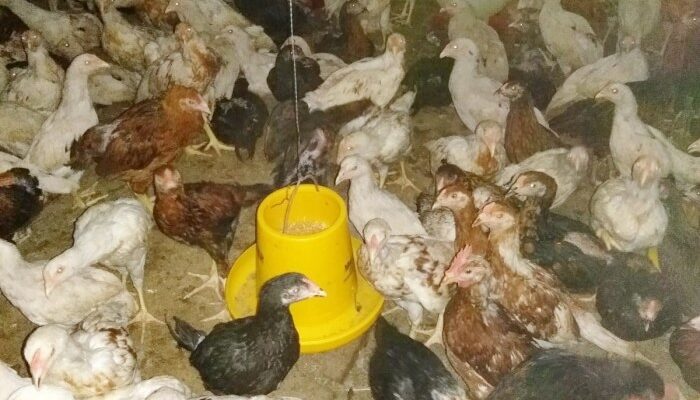 Ternak Ayam Kampung Intensif