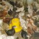 Pakan pemberian teknik ternak ayam kampung intensif