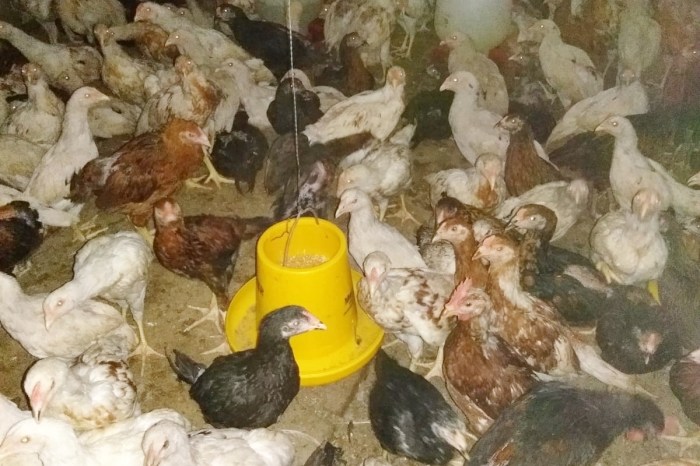 Pakan pemberian teknik ternak ayam kampung intensif