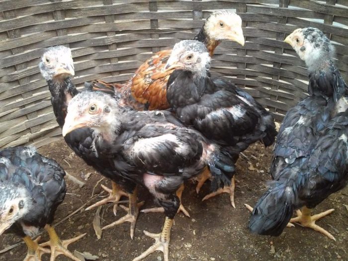 Ciri Indukan Ayam Bangkok Berkualitas