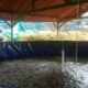 Budidaya gurame sistem bioflok