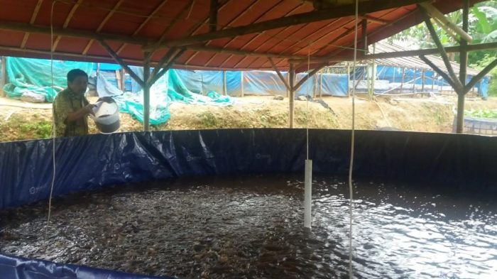 Budidaya gurame sistem bioflok